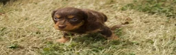 Dachshund dogs for sale: Milo - Ad 2