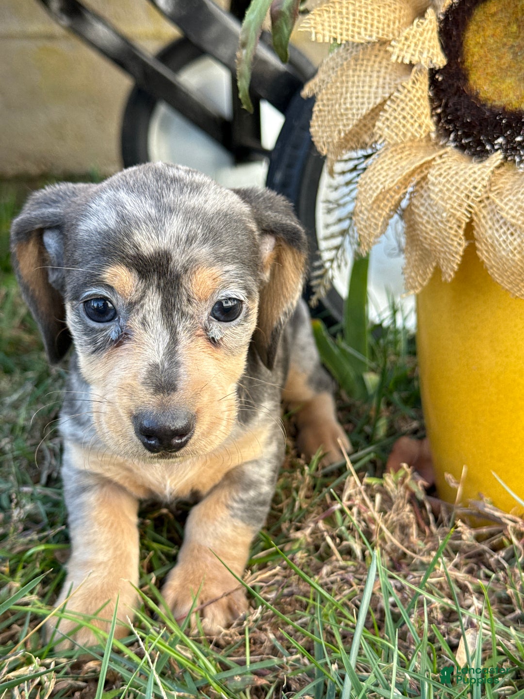 Miniature Dachshund dogs for sale: Coco - Ad 13