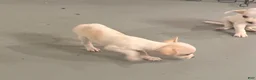 Chihuahua dogs for sale: Chihuahua 3 - Ad 8