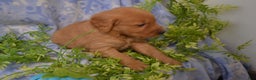 Golden Retriever dogs for sale: Archie - Ad 4