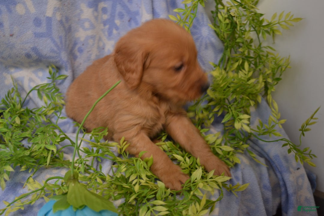 Golden Retriever dogs for sale: Archie - Ad 4