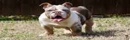 English Bulldog dogs for sale: Marble - Ad 2