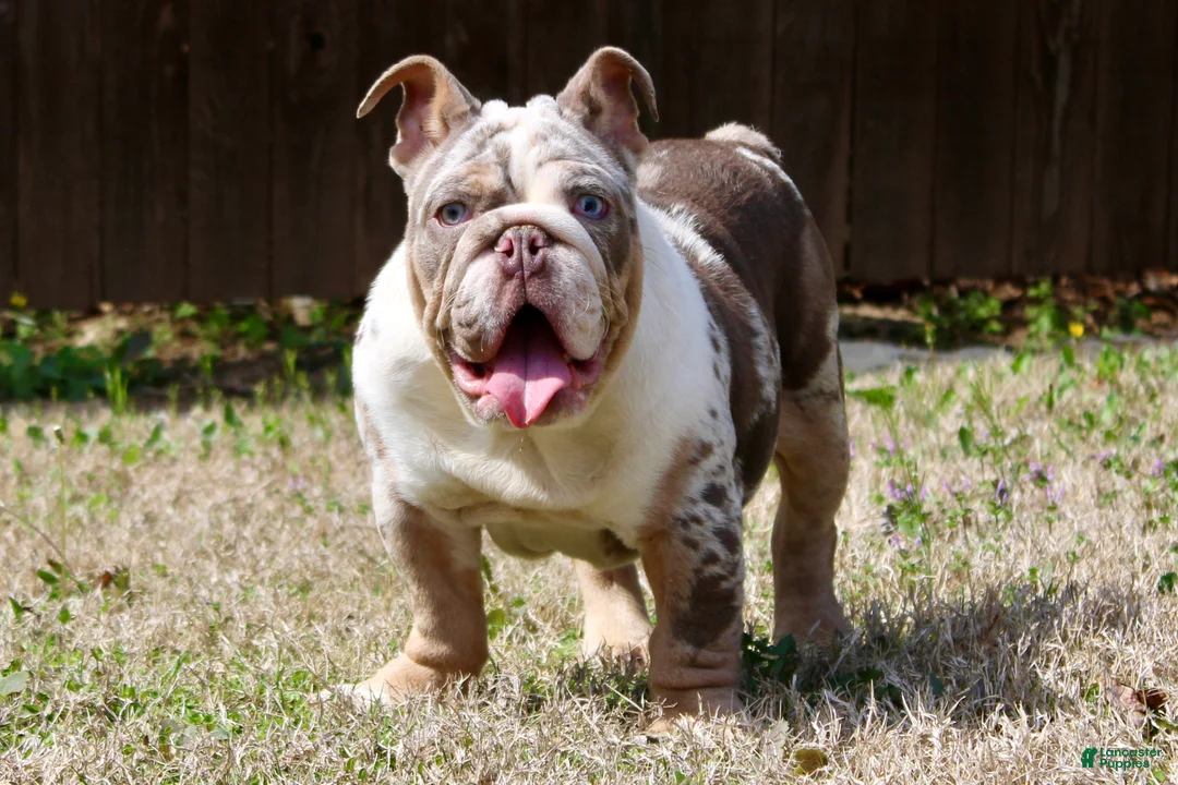 English Bulldog dogs for sale: Marble - Ad 2