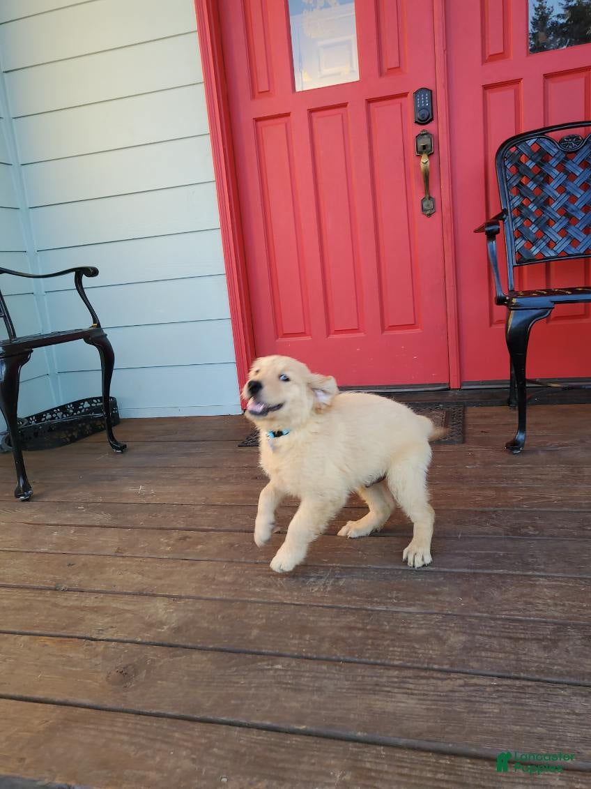 Golden Retriever dogs Blue Boy - Ad 1