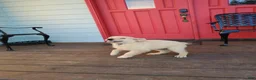 Golden Retriever dogs for sale: Blue Boy - Ad 1