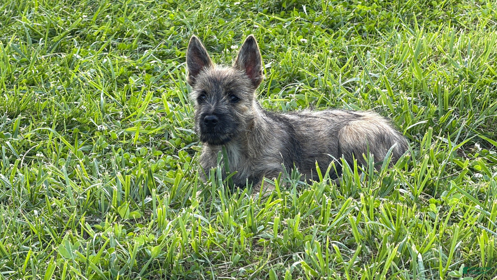 Cairn Terrier dogs for sale: Daisy  - Ad 2