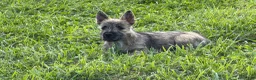 Cairn Terrier dogs for sale: Daisy  - Ad 1