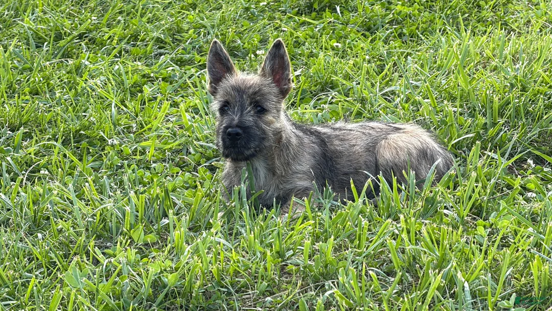 Cairn Terrier dogs for sale: Daisy  - Ad 1
