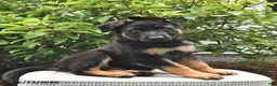German Shepherd dogs for sale: King - Ad 2