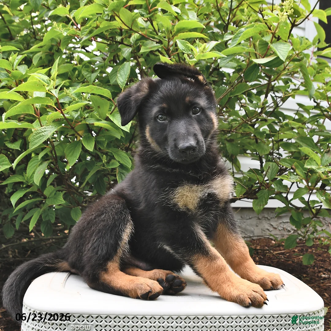 German Shepherd dogs for sale: King - Ad 2