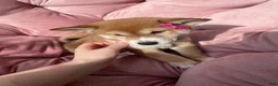 Shiba Inu dogs for sale: Mary - Ad 1
