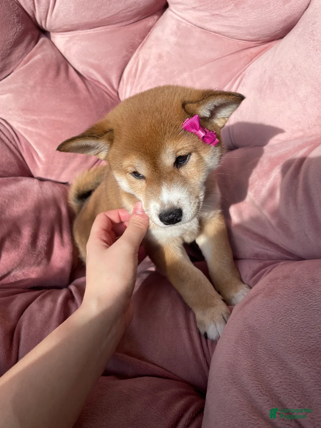 Shiba Inu dogs for sale: Mary - Ad 1