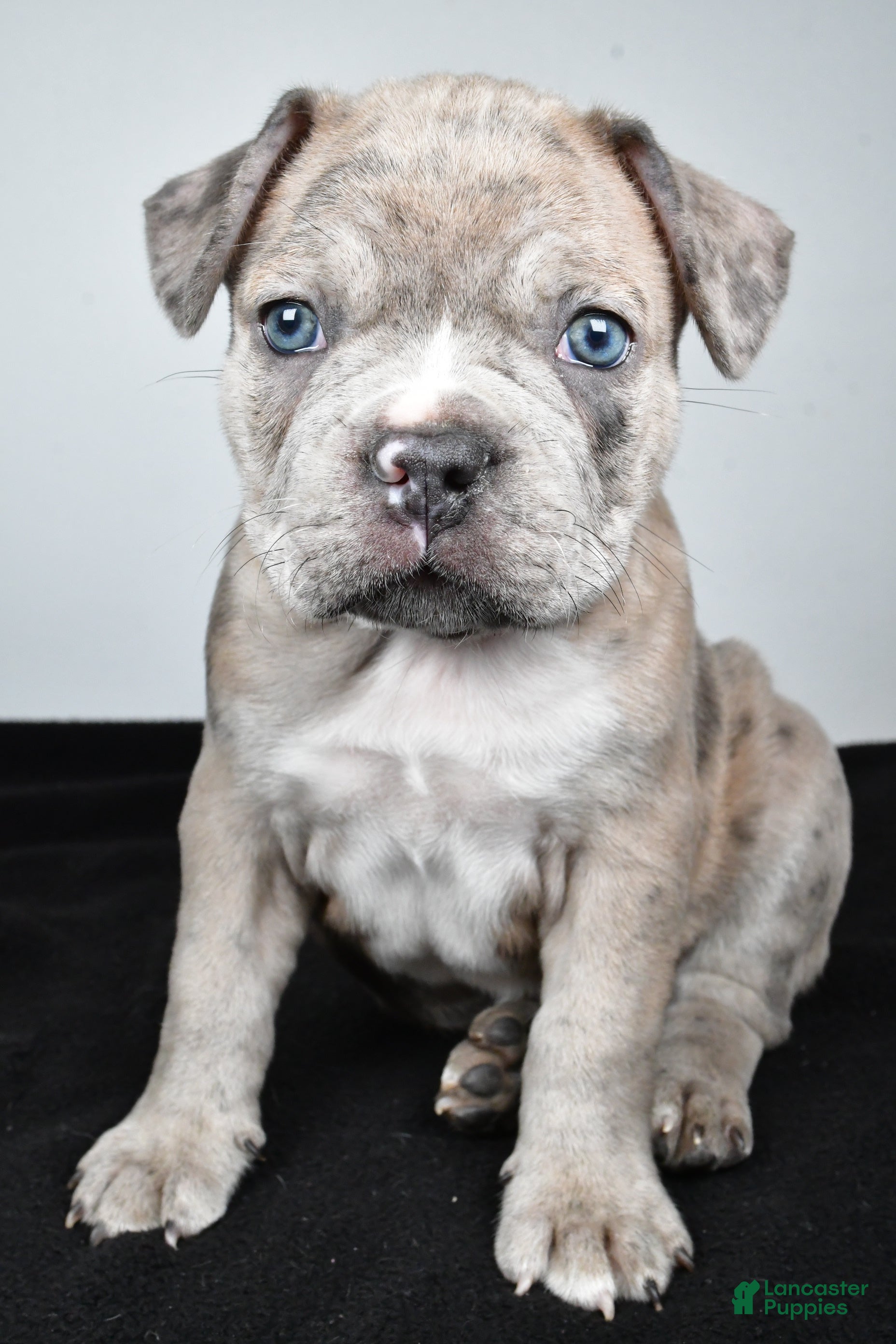 Frenchton dogs Tanner - Ad 1