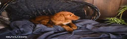 Irish Doodle dogs for sale: Jasmine - Ad 1