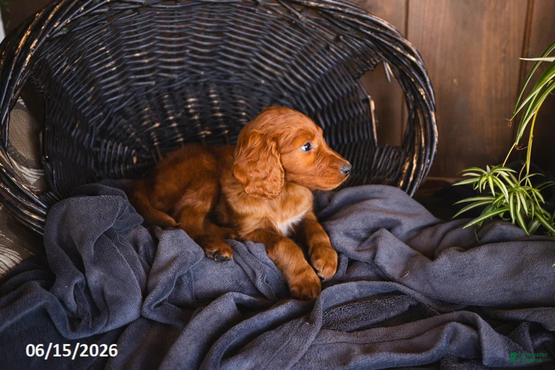 Irish Doodle dogs for sale: Jasmine - Ad 1