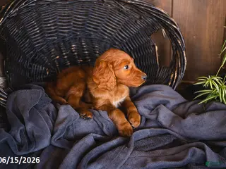 Irish Doodle dogs Jasmine - Ad 19