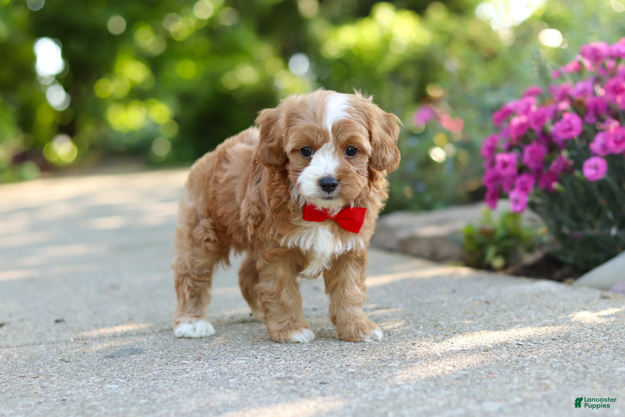 Cavapoo dogs Harley - Ad 2