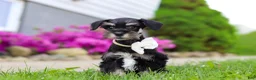 Miniature Schnauzer dogs for sale: Oliver - Ad 2