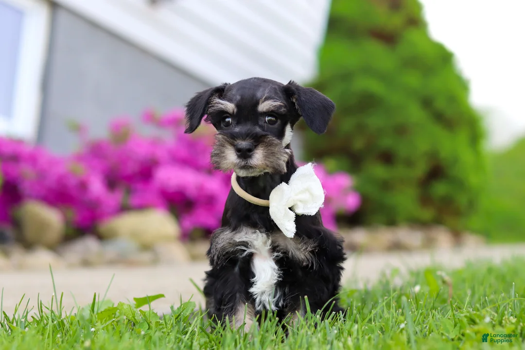 Miniature Schnauzer dogs for sale: Oliver - Ad 2