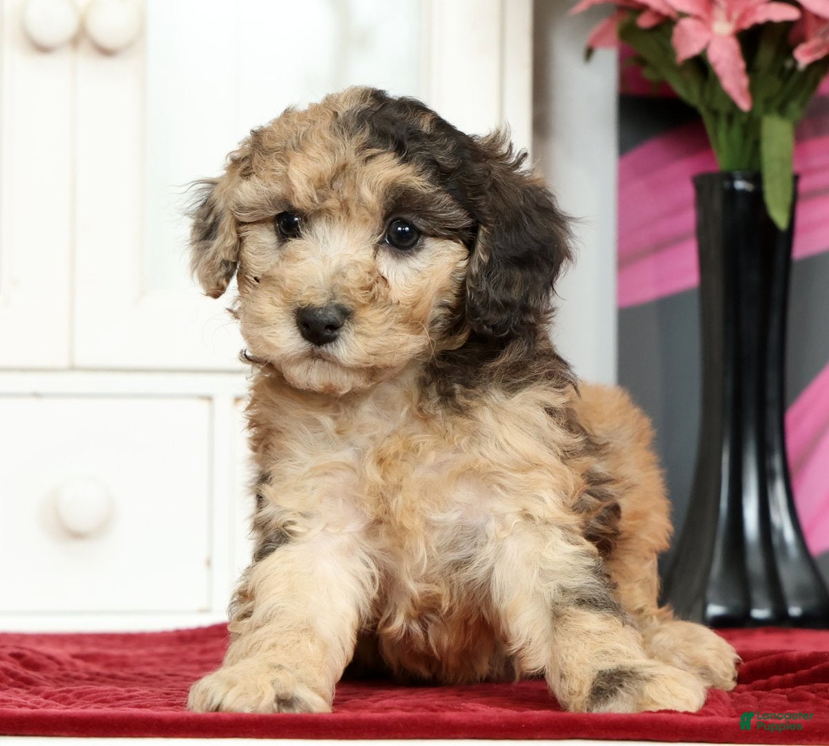 Miniature Poodle dogs Nellie - Ad 2