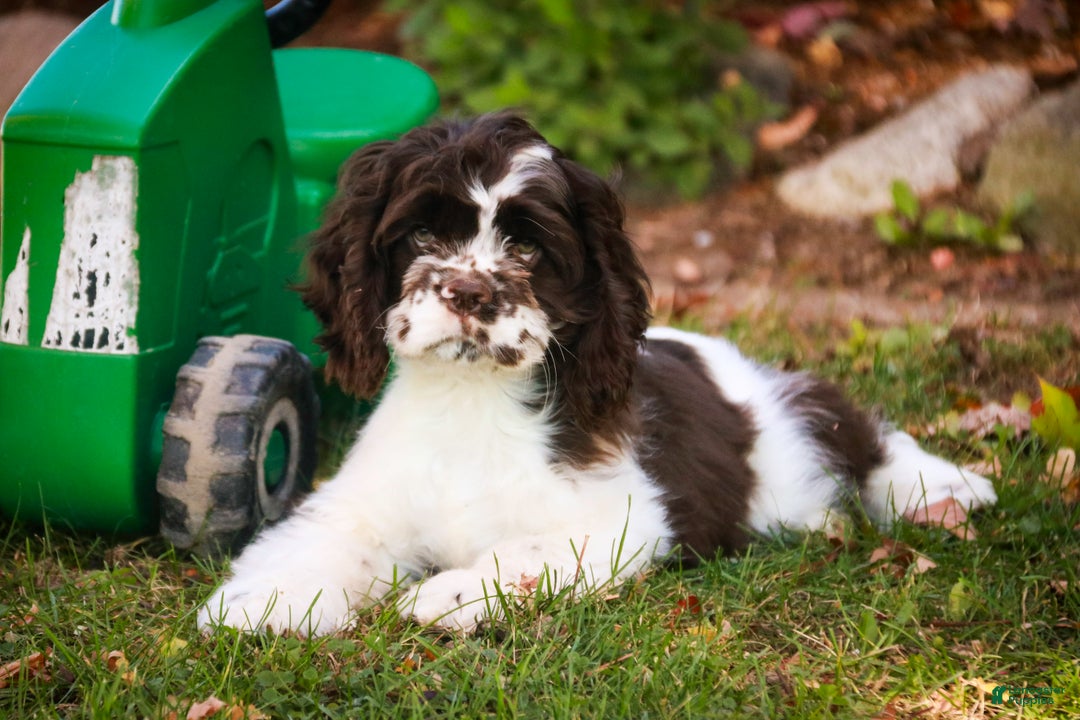 Cocker Spaniel dogs for sale: Pippin - Ad 2