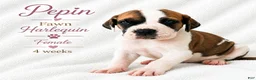 Great Dane dogs for sale: Sibley  - Ad 6