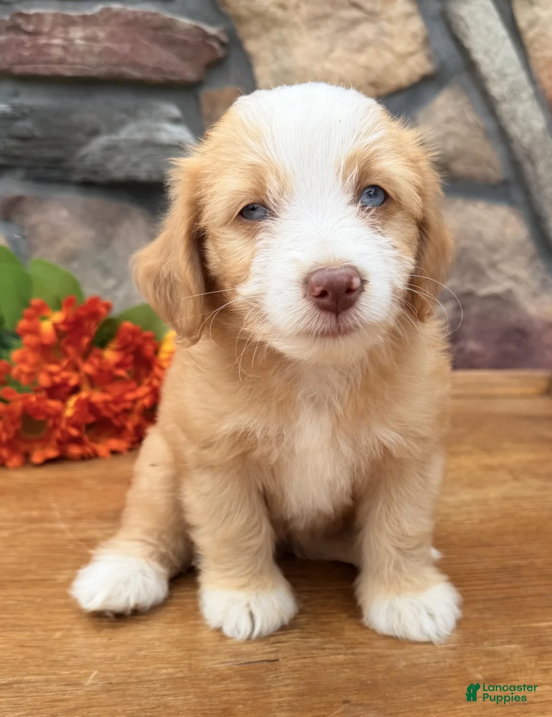 Mixed Breed dogs for sale: Blondie - Ad 2