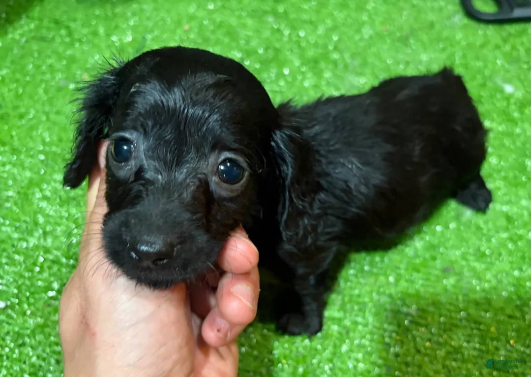 Miniature Dachshund dogs for sale: Rob - Ad 1