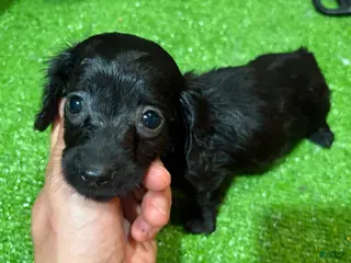 Miniature Dachshund dogs Rob - Ad 18