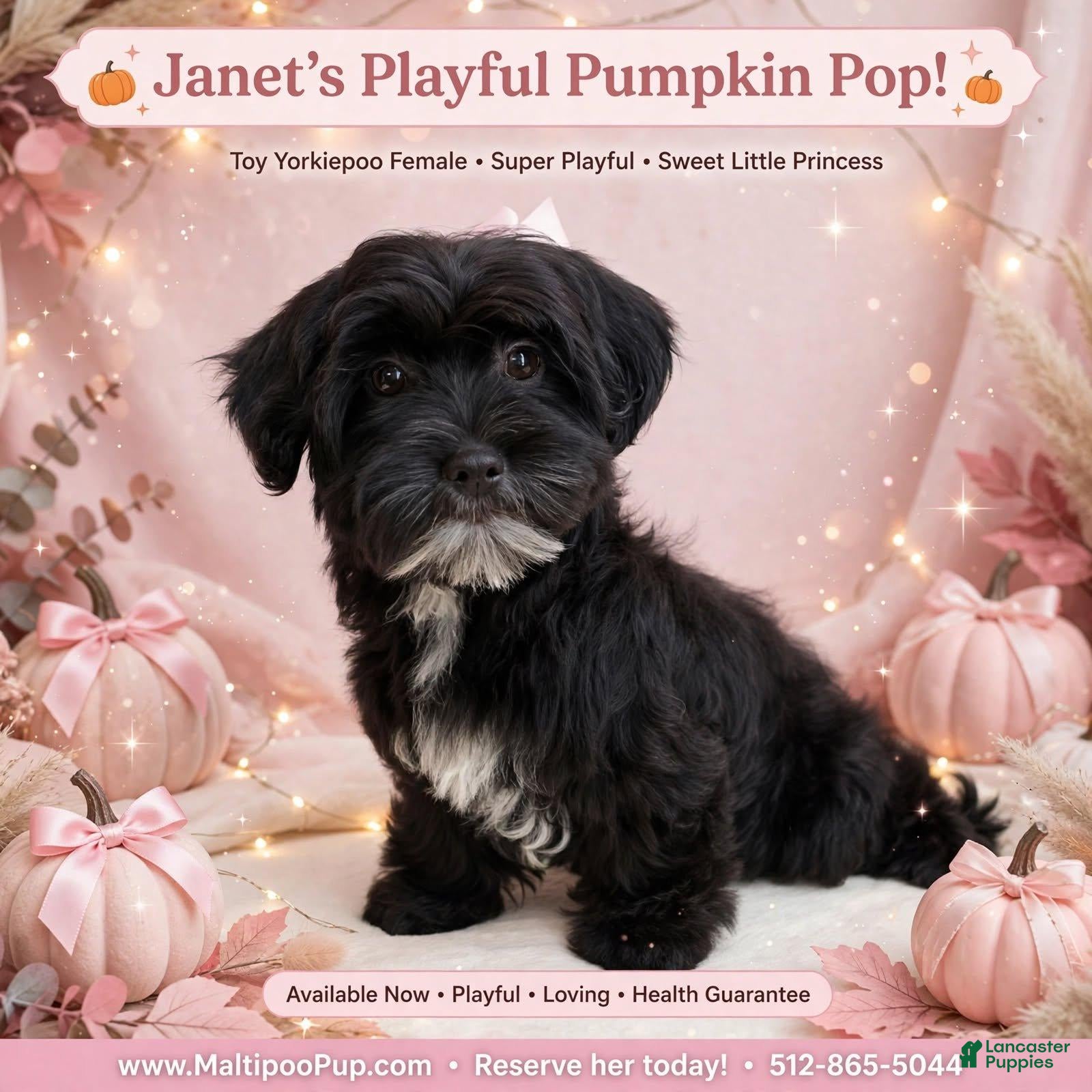 Yorkiepoo dogs Janet - Ad 5