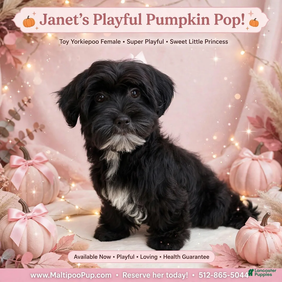 Yorkiepoo dogs for sale: Janet - Ad 1