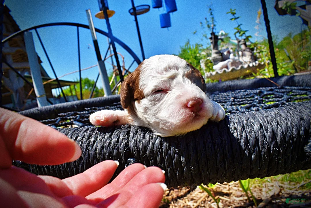 Havapoo dogs for sale: Pablo - Ad 2