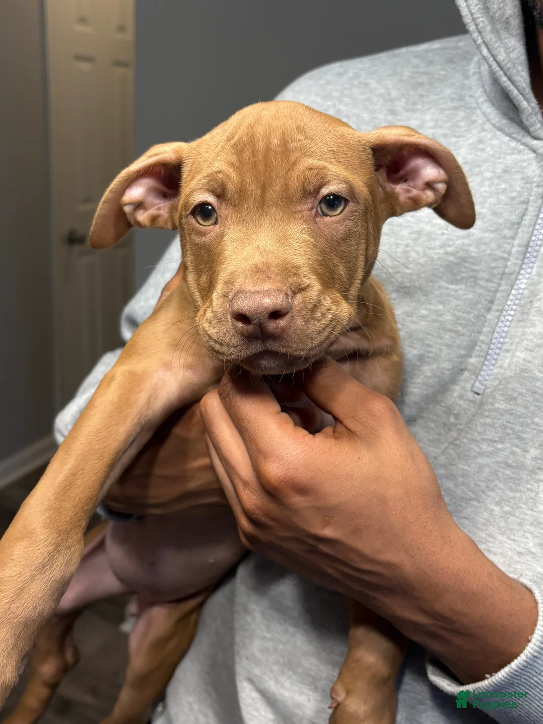 American Pit Bull Terrier dogs for sale: Hazel - Ad 3