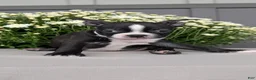 Boston Terrier dogs for sale: Tyson - Ad 6