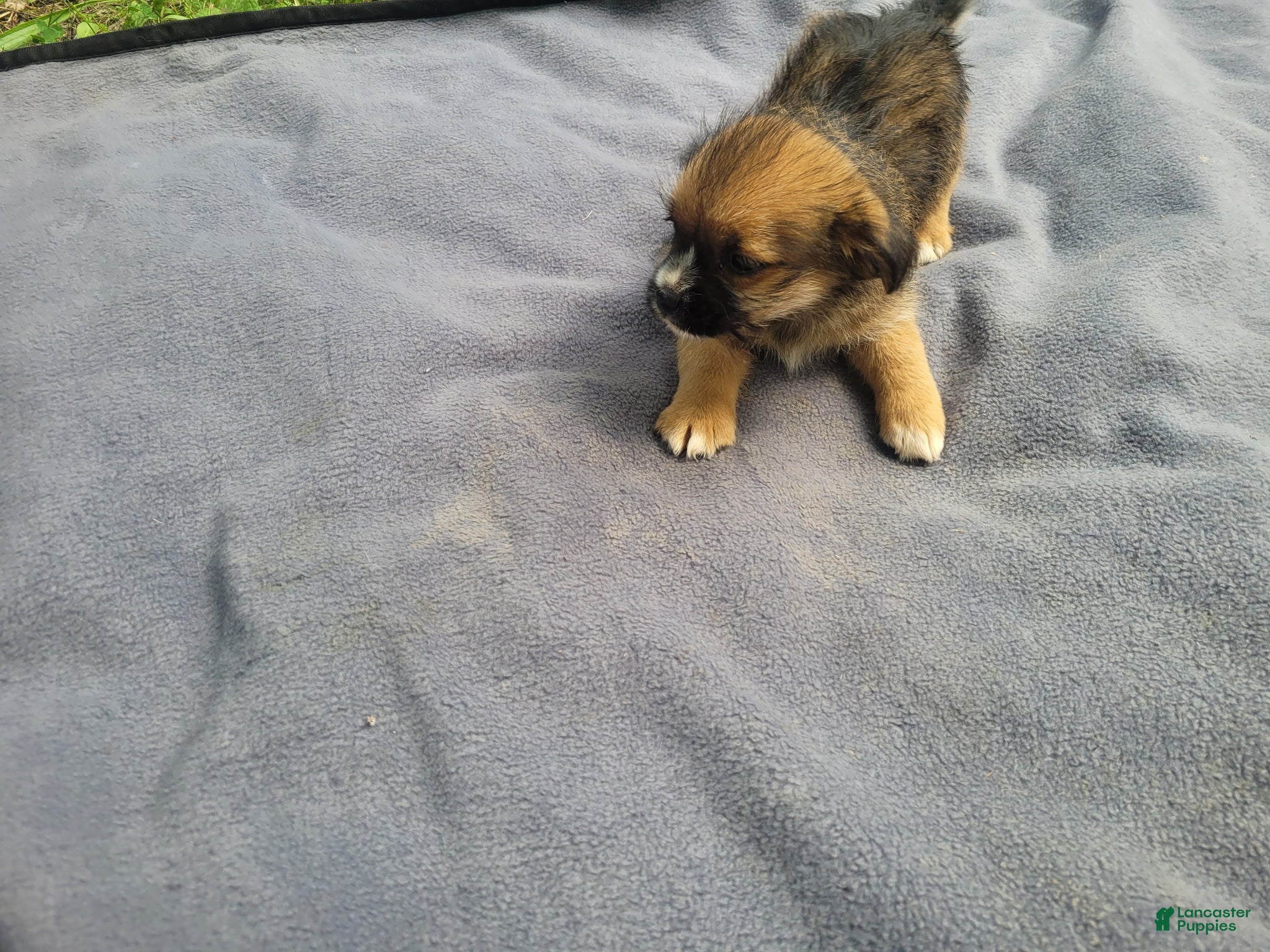 Morkie dogs Sugar - Ad 2