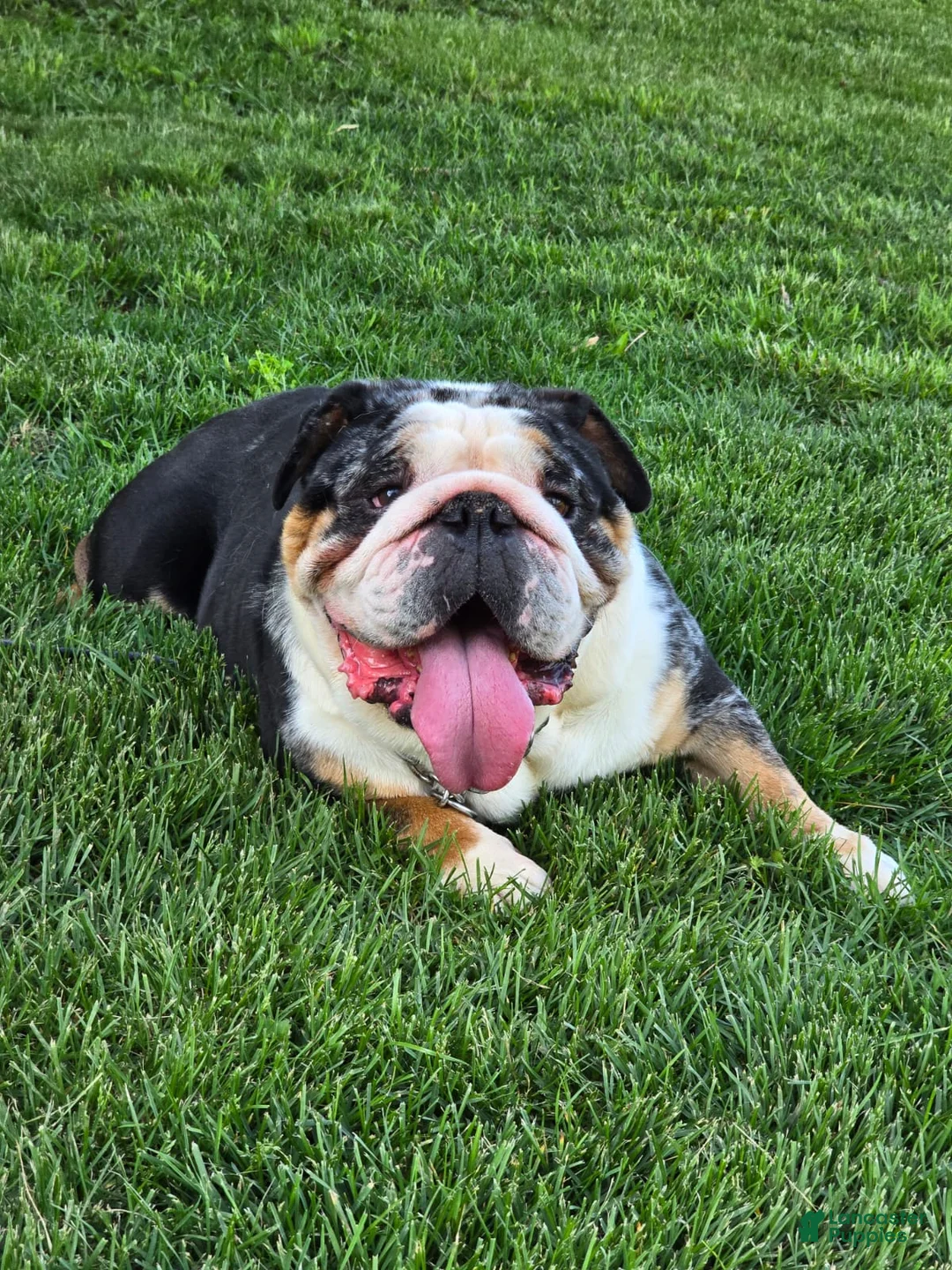 English Bulldog dogs for sale: Bubbles - Ad 11