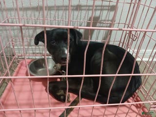 Mixed Breed dogs Mixed Breed Puppy 1 - Ad 12