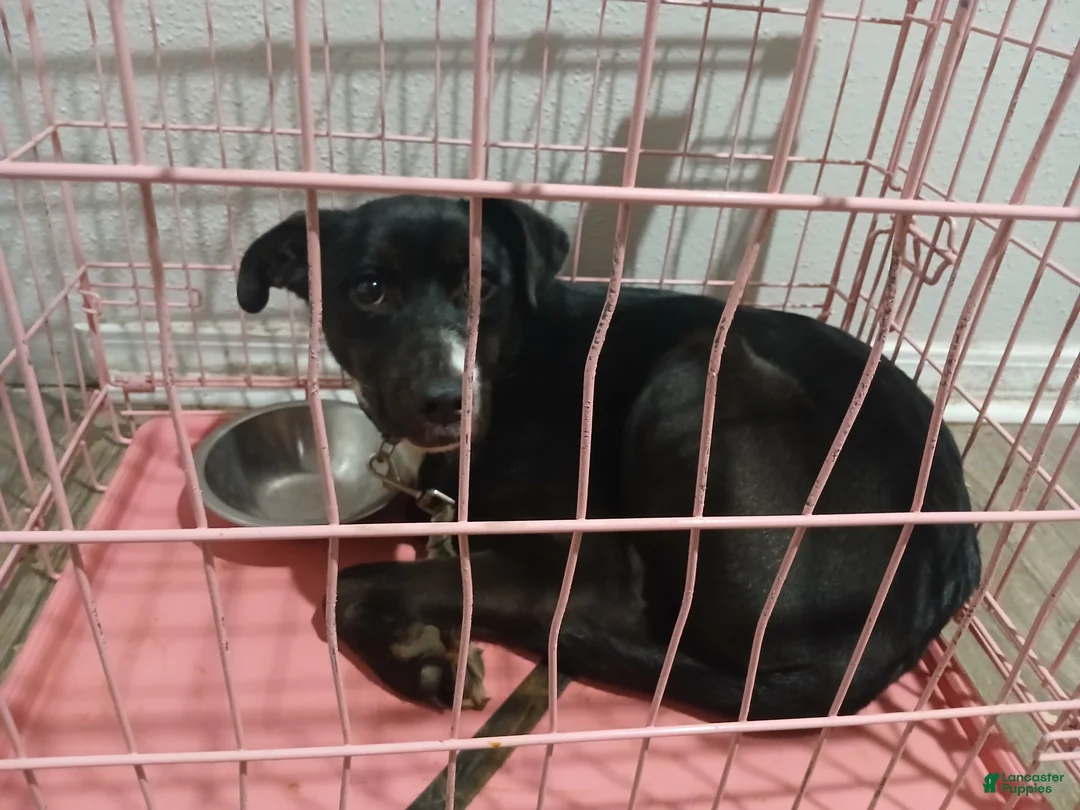 Mixed Breed dogs for sale: Mixed Breed Puppy 1 - Ad 1