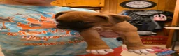 Boxer dogs for sale: Bear - Ad 16