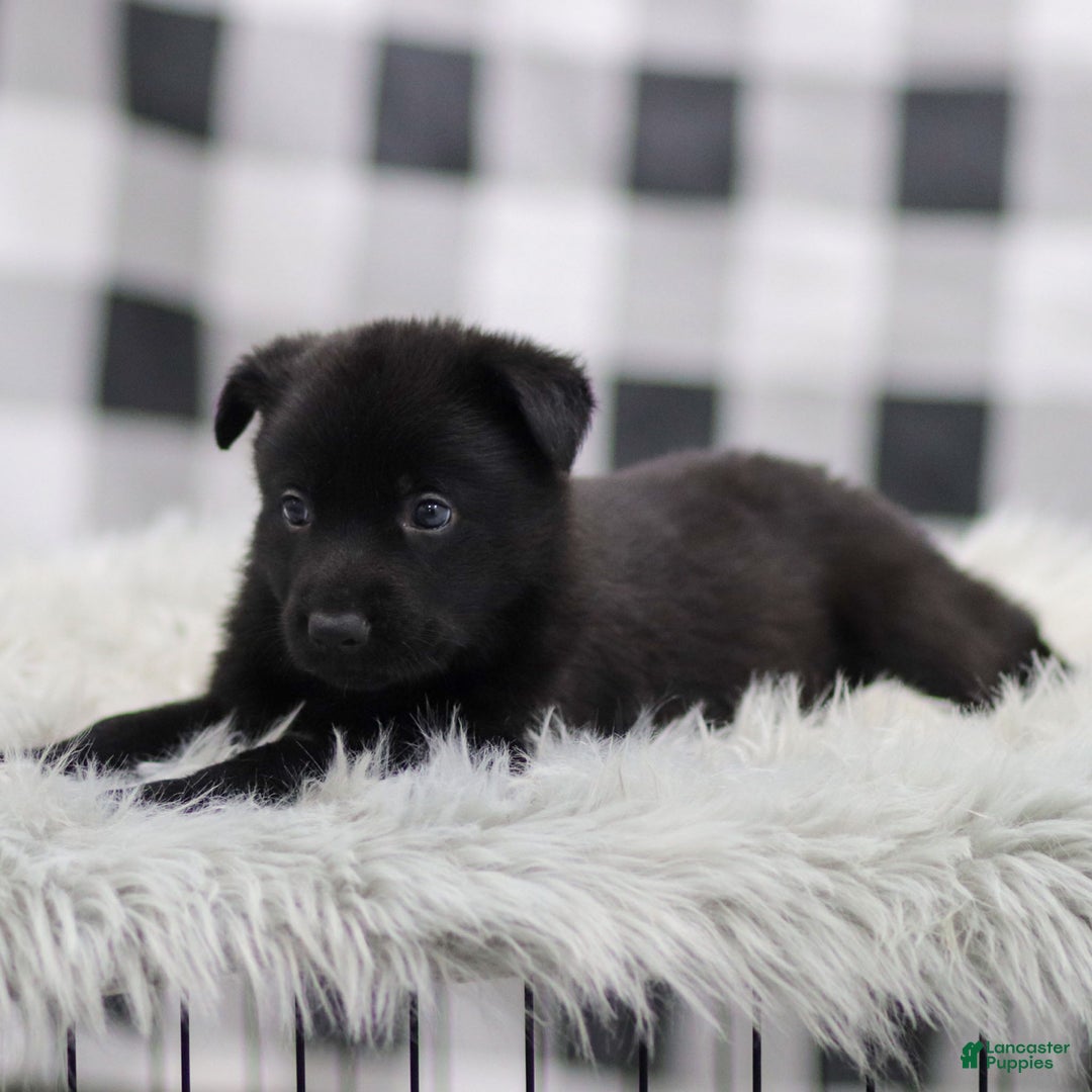 German Shepherd dogs for sale: Finley - Ad 3
