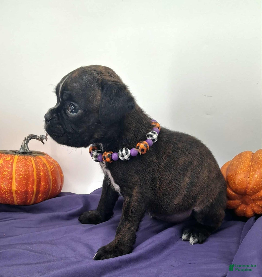 Heather European champ sired for sale in Lancaster Puppies