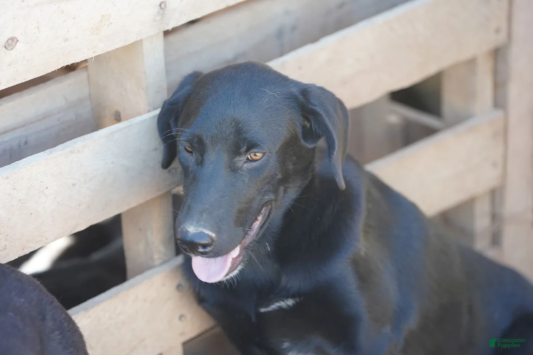 Mixed Breed dogs for sale: Jet Tiscar Farm Dog - Ad 14