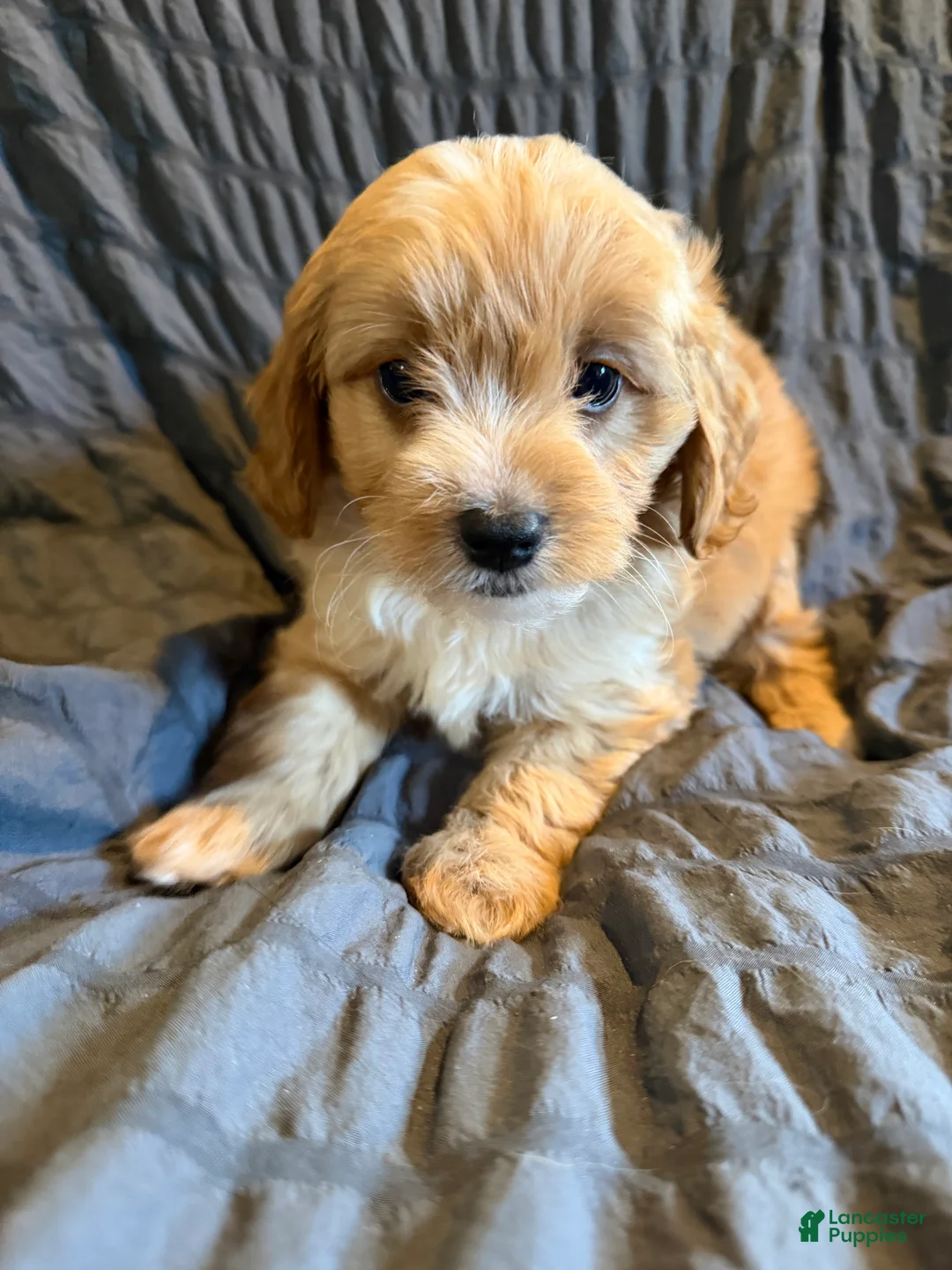 Mini Goldendoodle dogs for sale: Mini Goldendoodle Valor - Ad 1