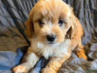 Mini Goldendoodle dogs for sale: Mini Goldendoodle Valor - Ad 2