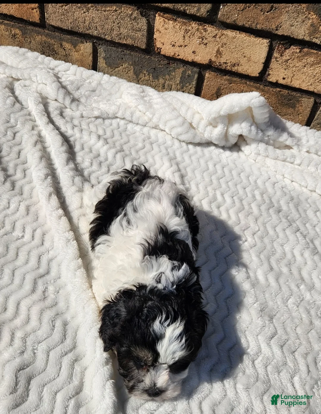 Havapoo dogs for sale: Posie - Ad 2