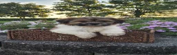 Teddy Bear dogs for sale: Casey - Ad 10