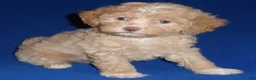 Shihpoo dogs for sale: Baxter - Ad 4