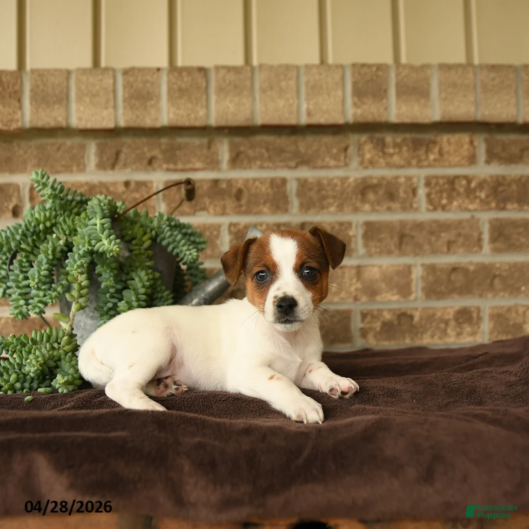 Jack Russell Terrier dogs for sale: Roxy - Ad 3