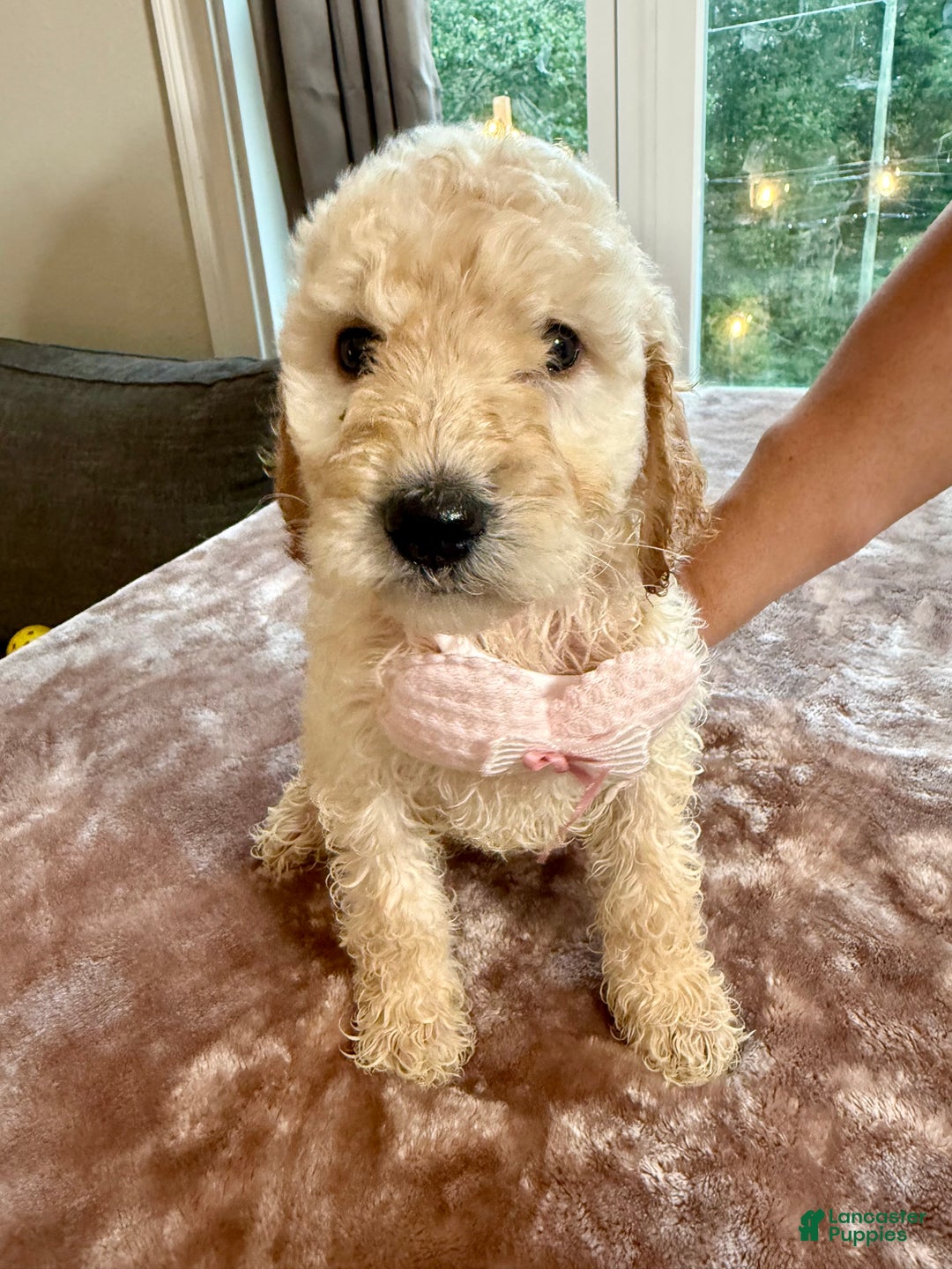 Standard Poodle dogs for sale: Standard Poodle Puppy 2 - Ad 4