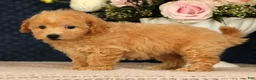 Bichpoo dogs for sale: Jenna - Ad 9